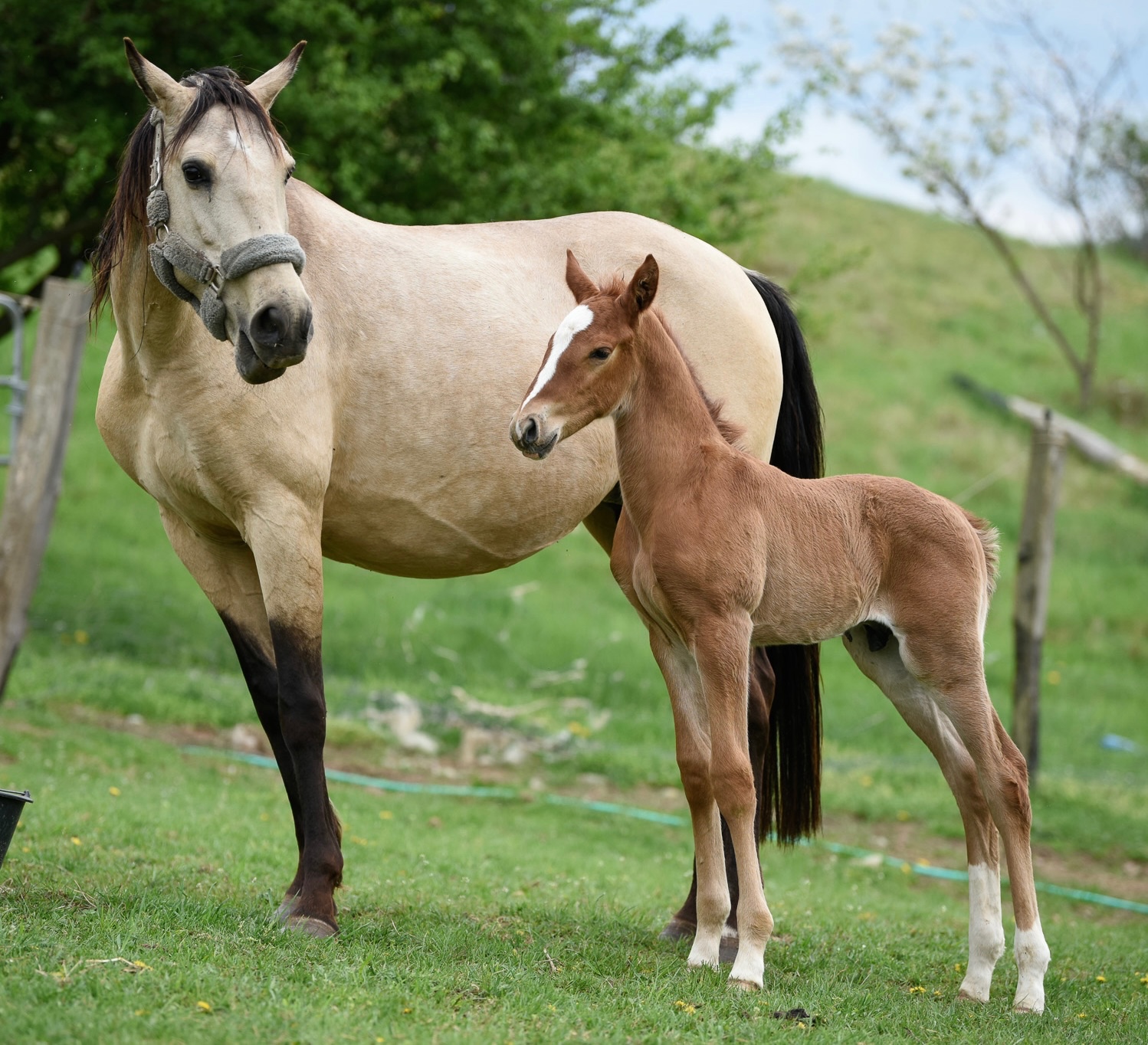 Lusitano Hengst PSL - 10