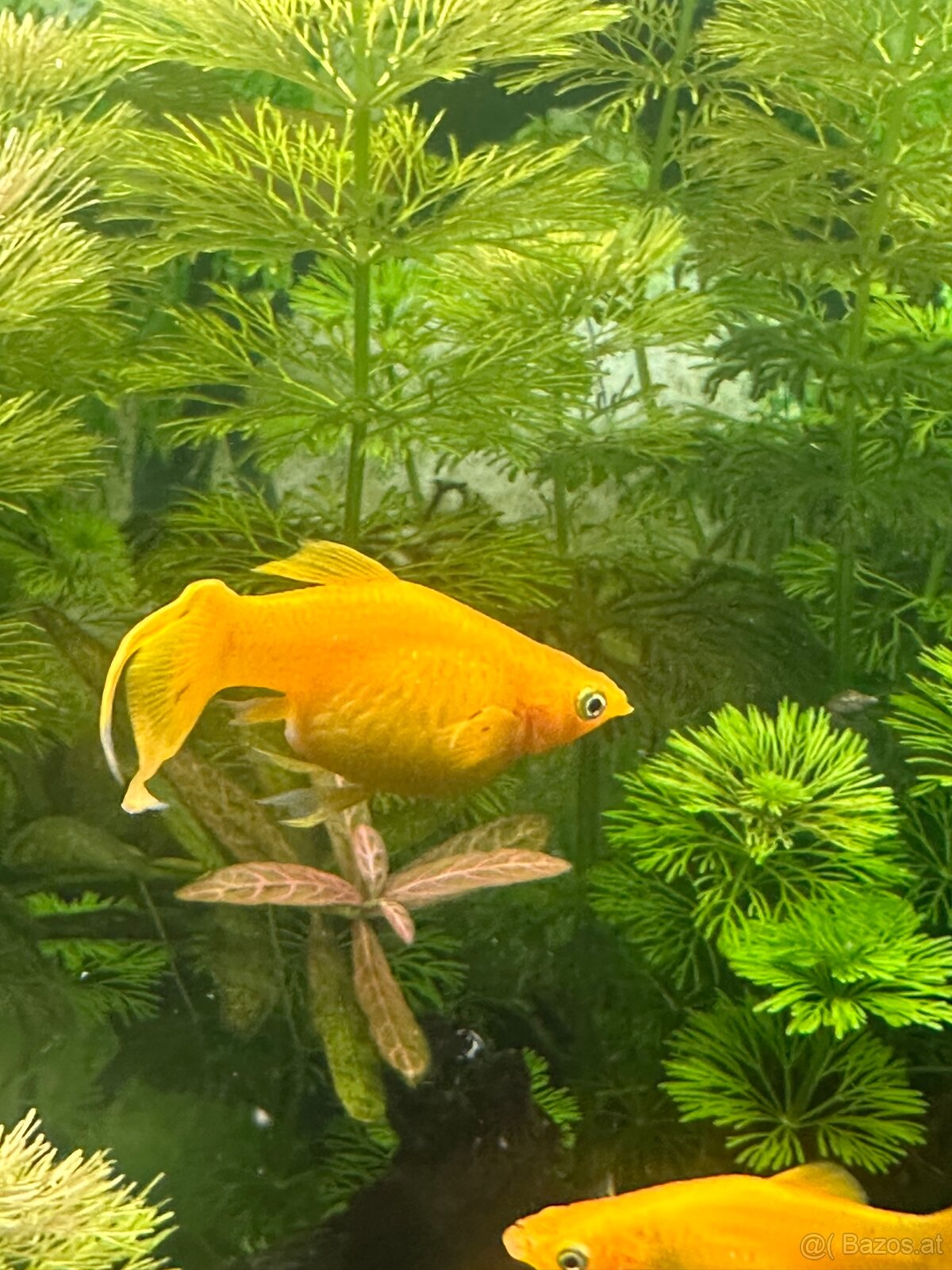 Mollys, Platys und noch mehr zum verkaufen 🐟 - 10