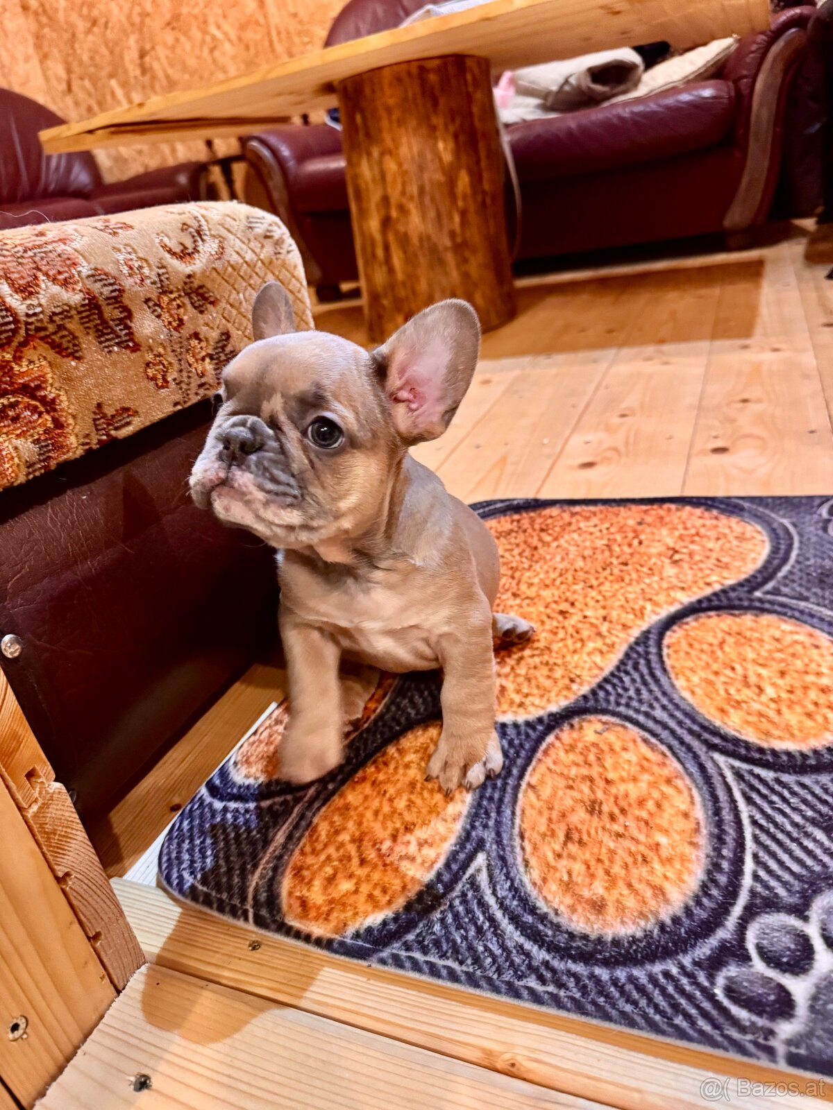 Französischen Bulldoggen Welpen - 10