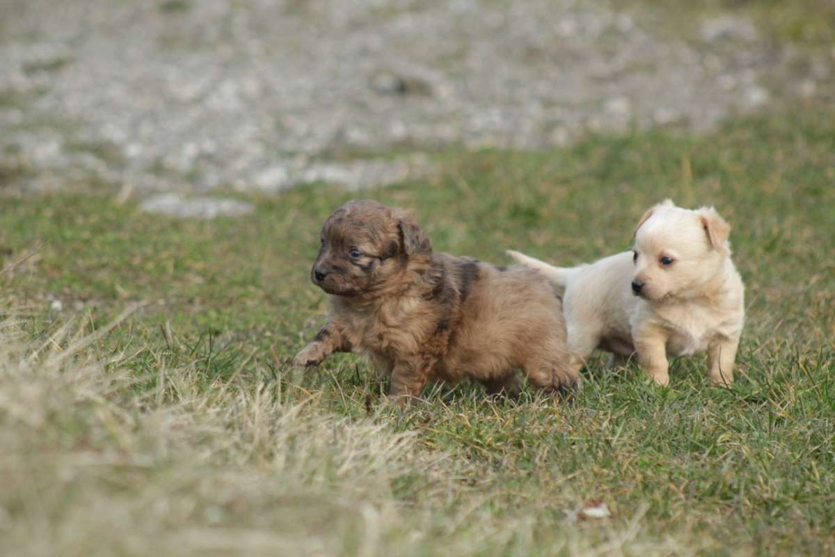 Mu-Chi (Mudi x Chihuahua) Welpen zu verkaufen - 10