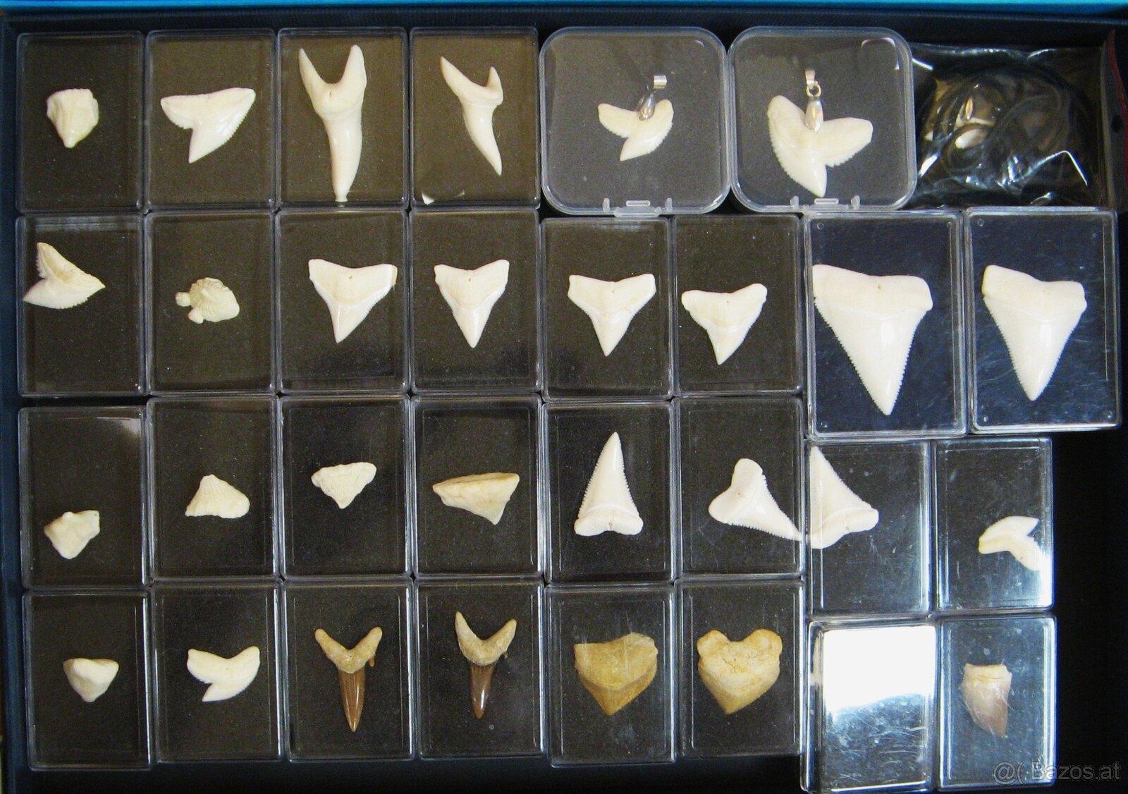 Muschelverkaufsausstellung 28. 3. BRNO - 10