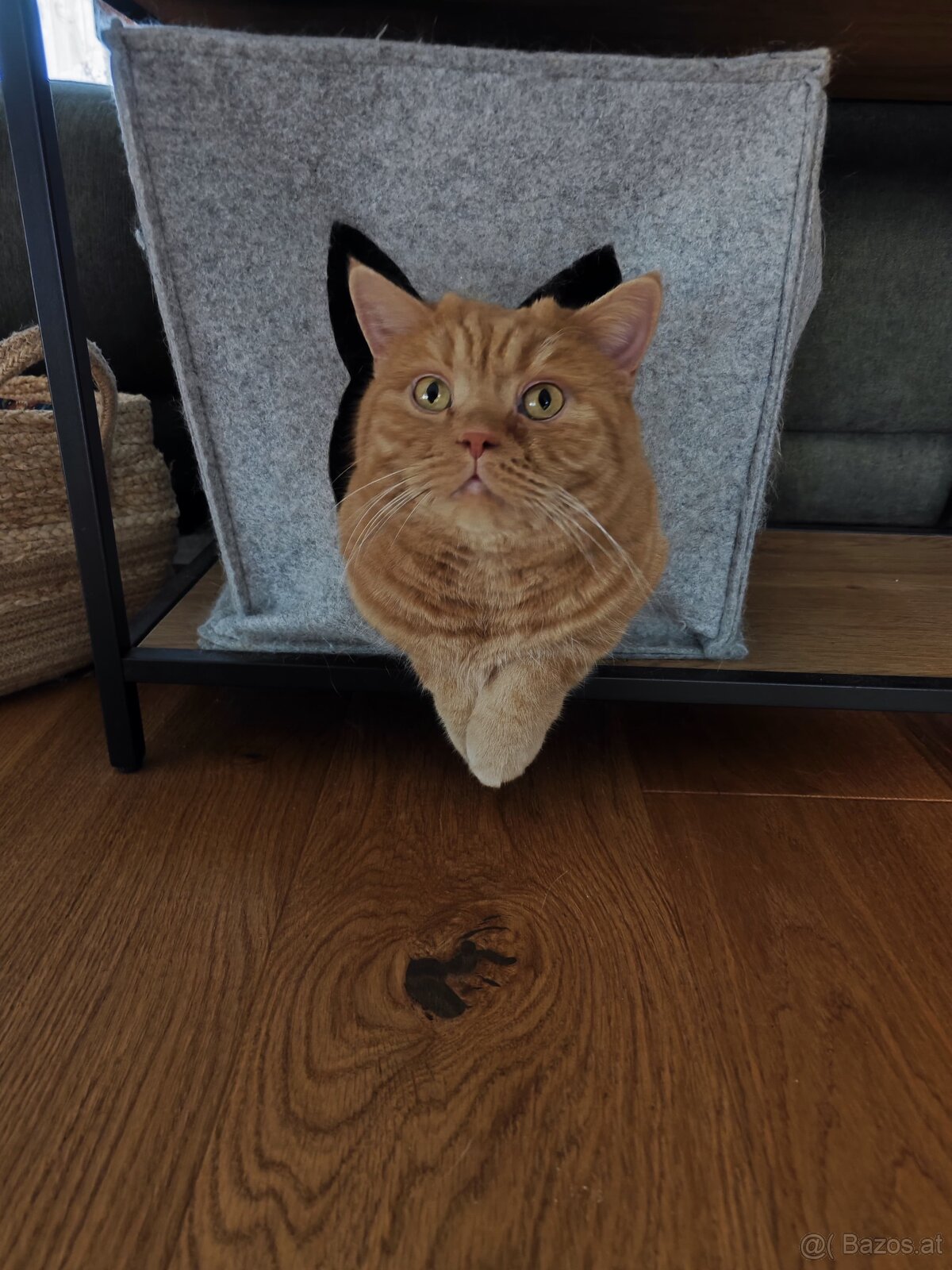 Britisch Kurzhaar Katzen - 10