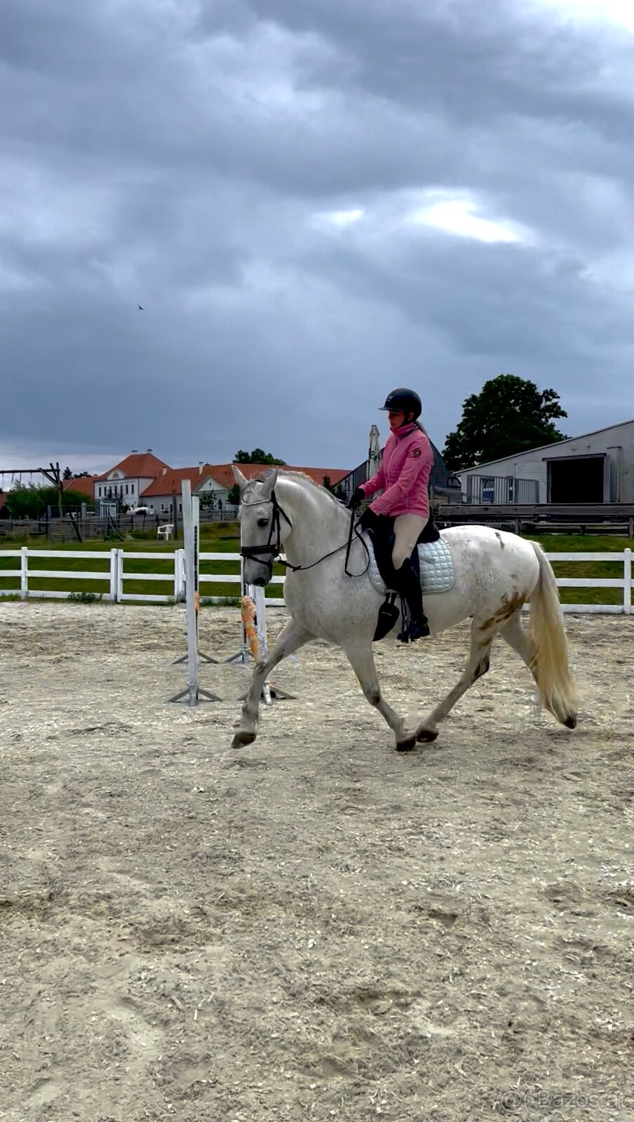 Kladruber horse - 10