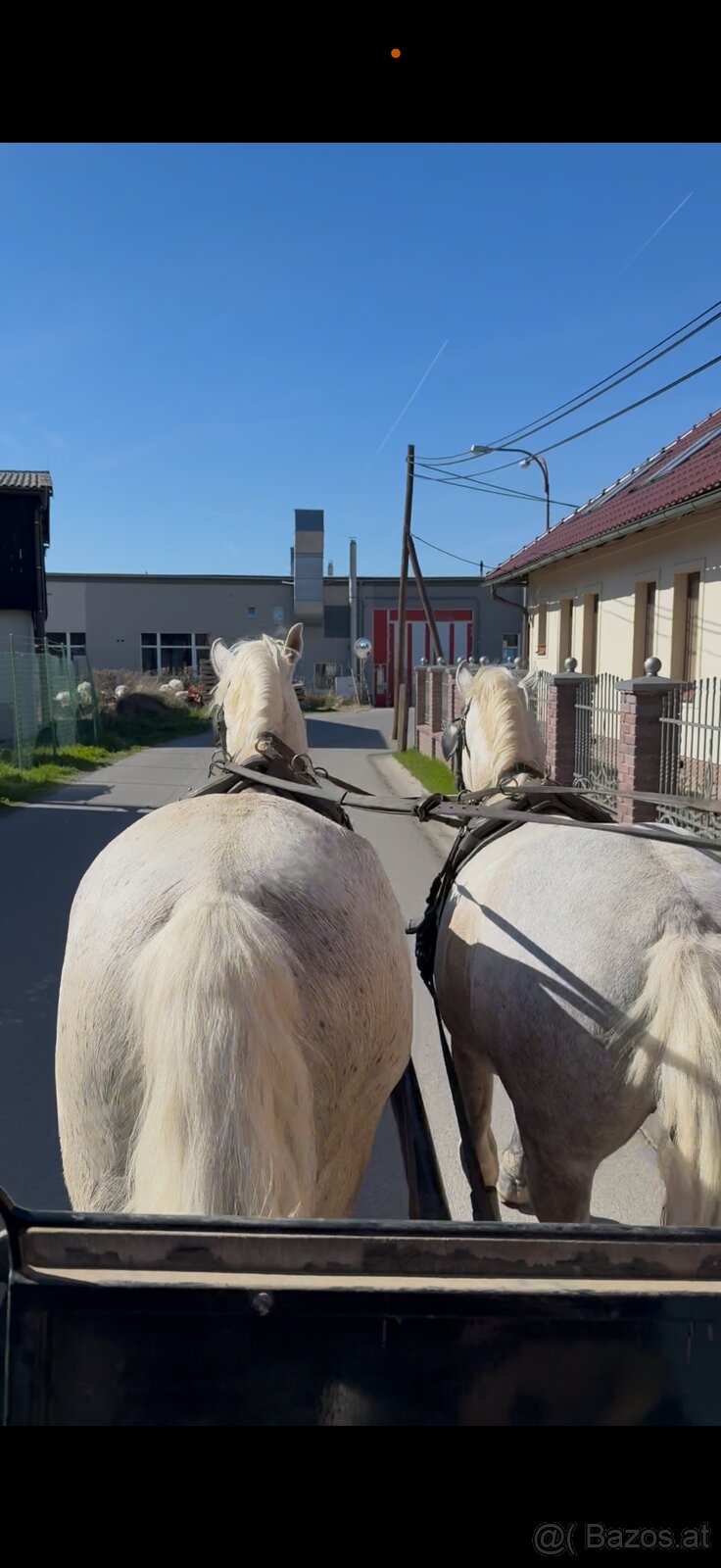 Kladruber horse - 10