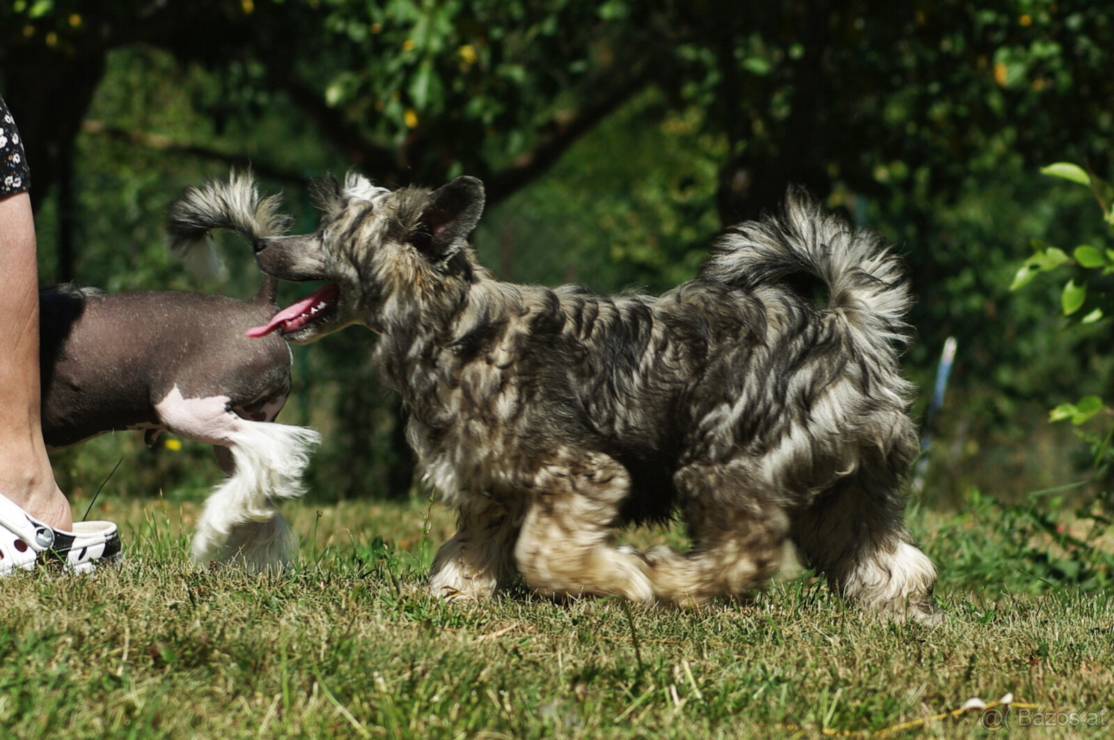 chinese crested dog - hairless - FCI - 10