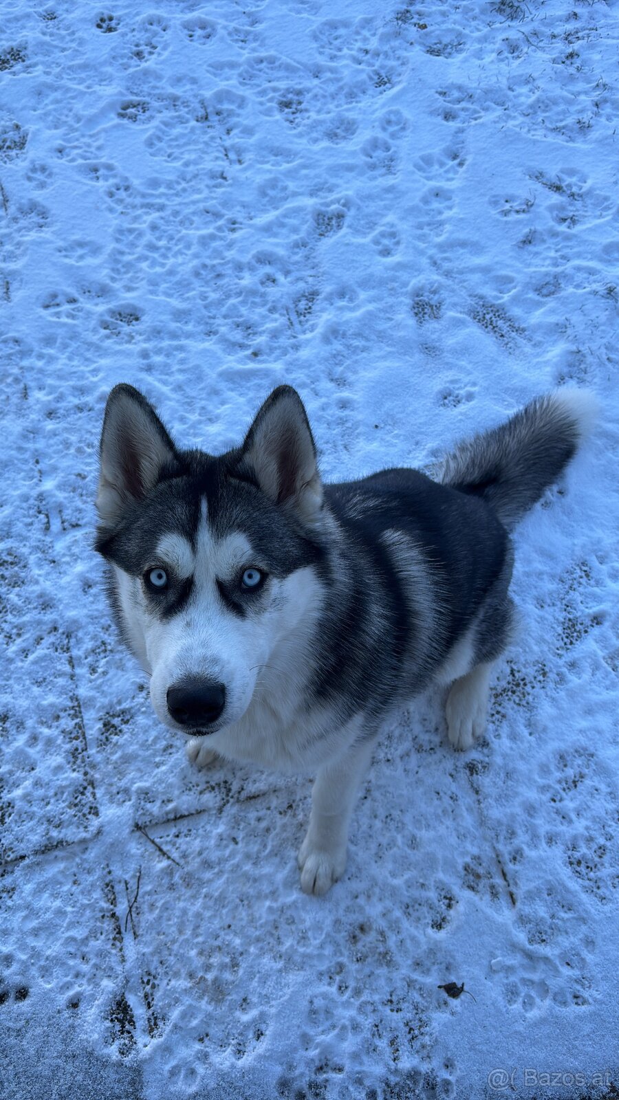 Sibirischer Husky Rüde zu vergeben - 10