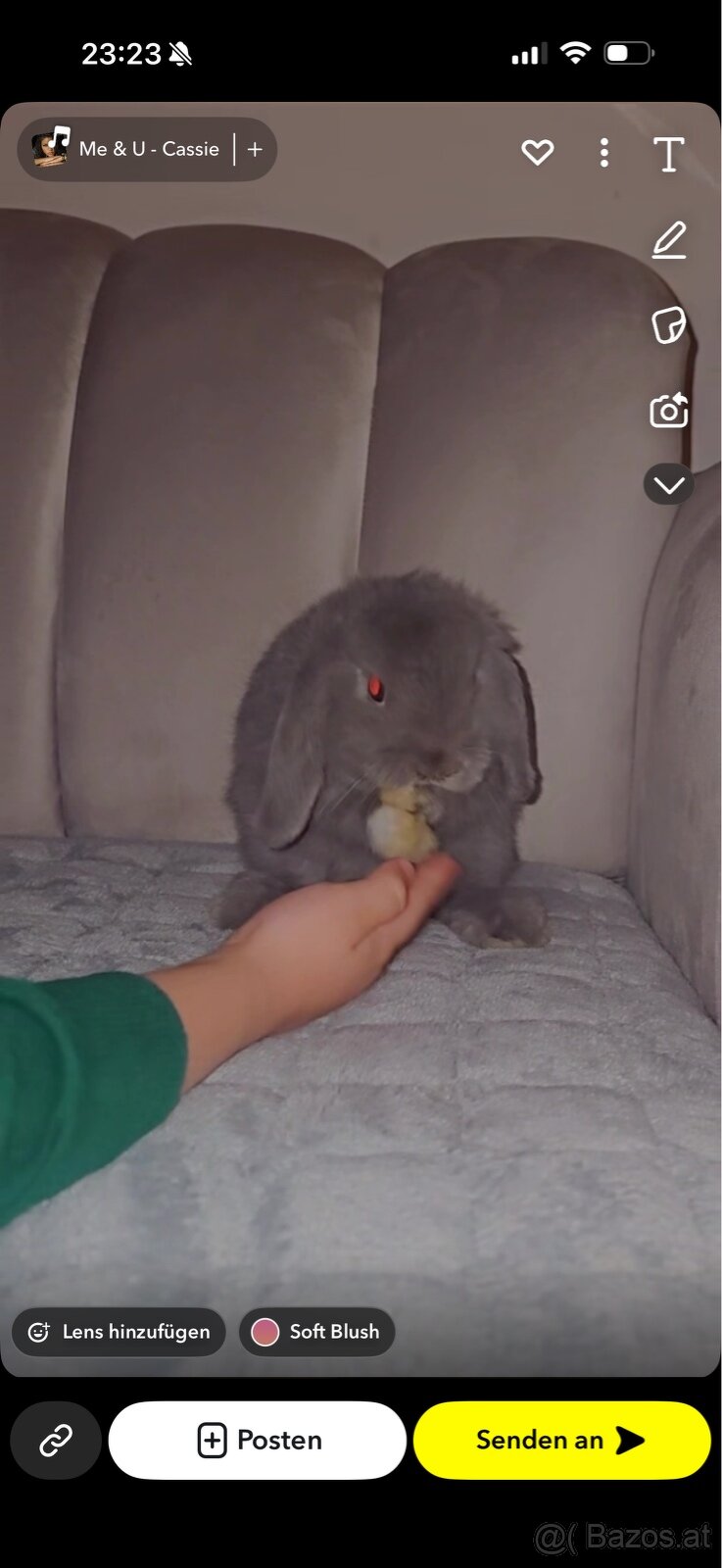 Mini lop Hasen - 10