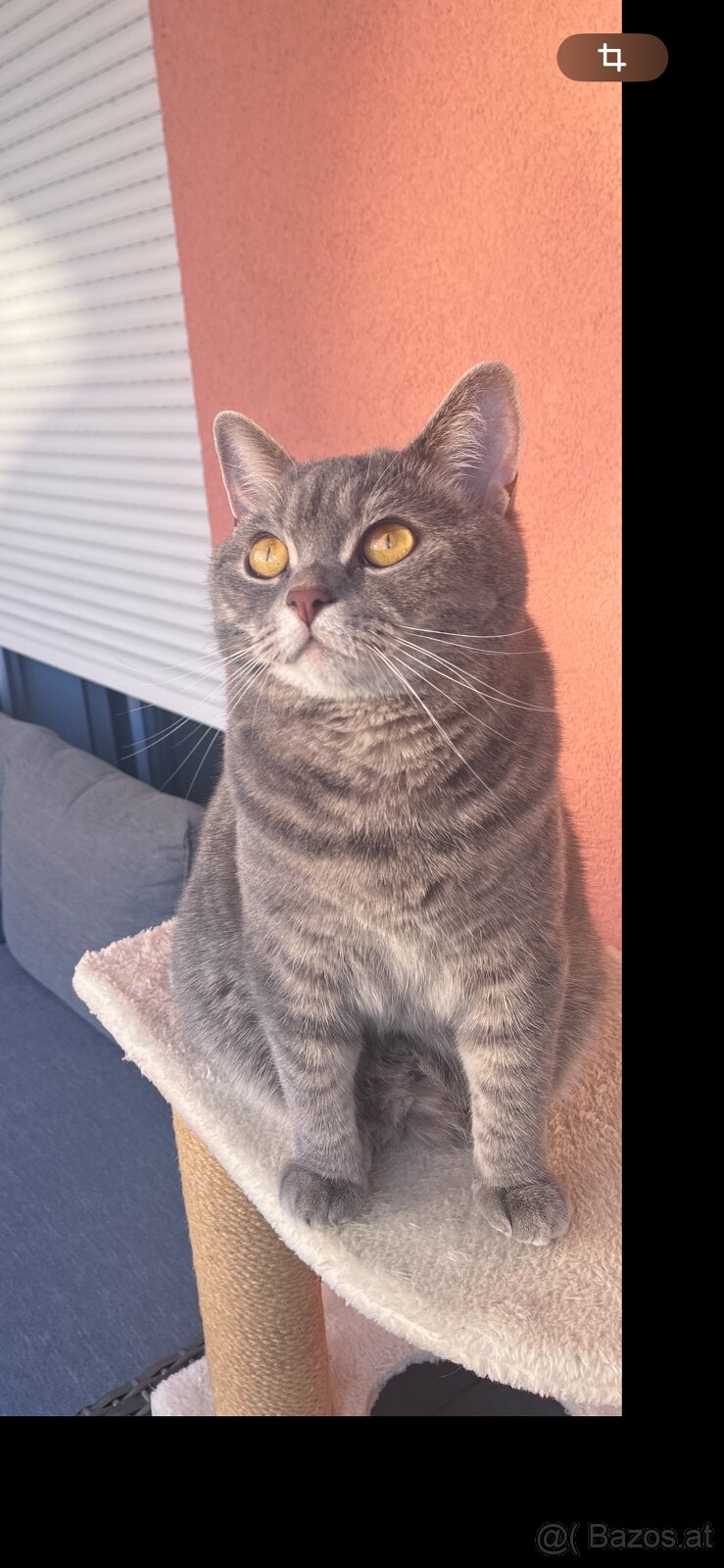 Britischmix Katze - 10