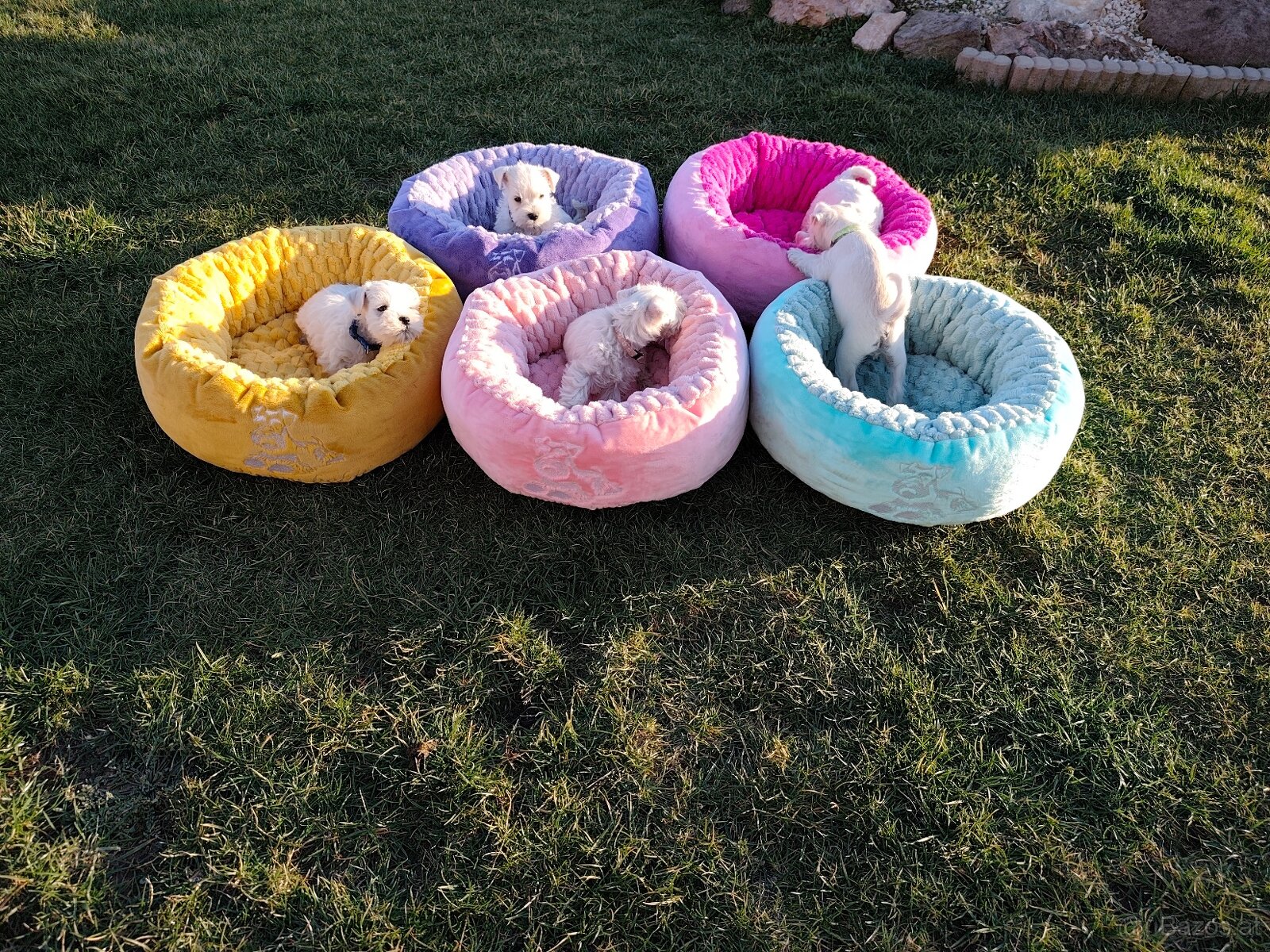 Schnauzer miniatúrne white - 10