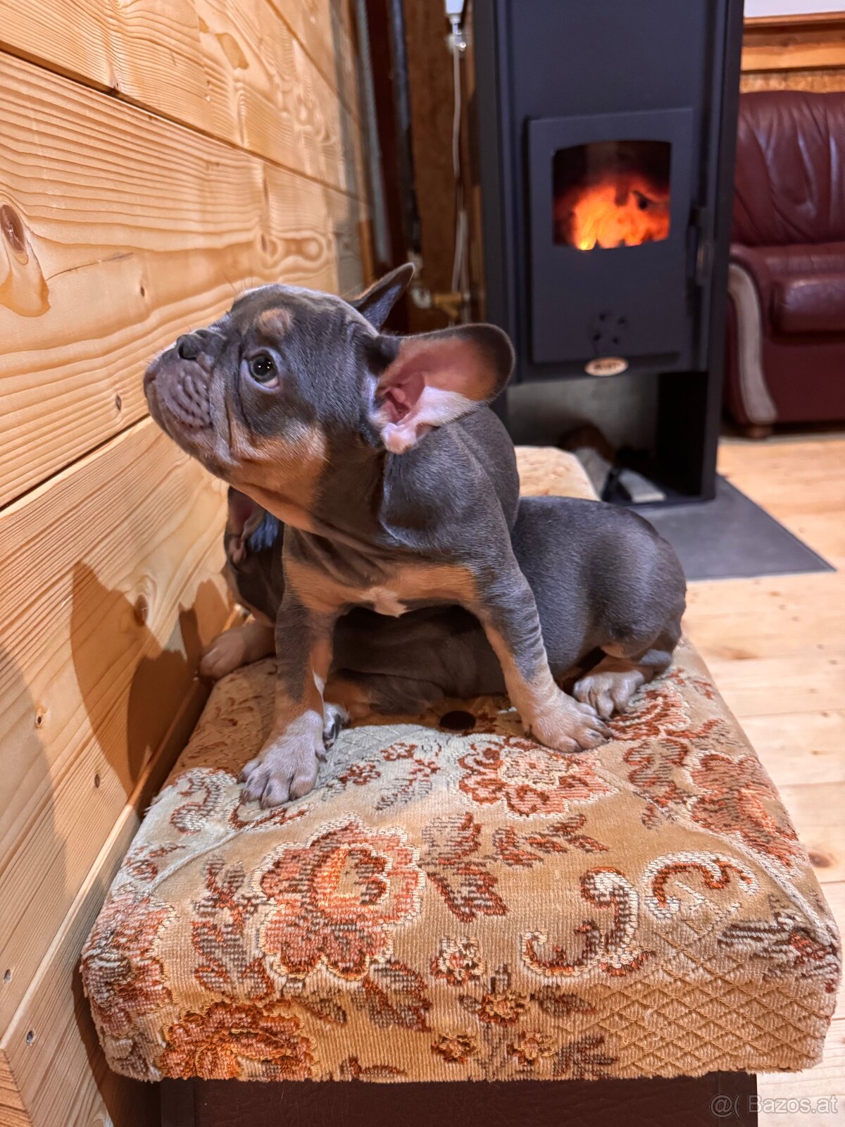 Französischen Bulldoggen - 10