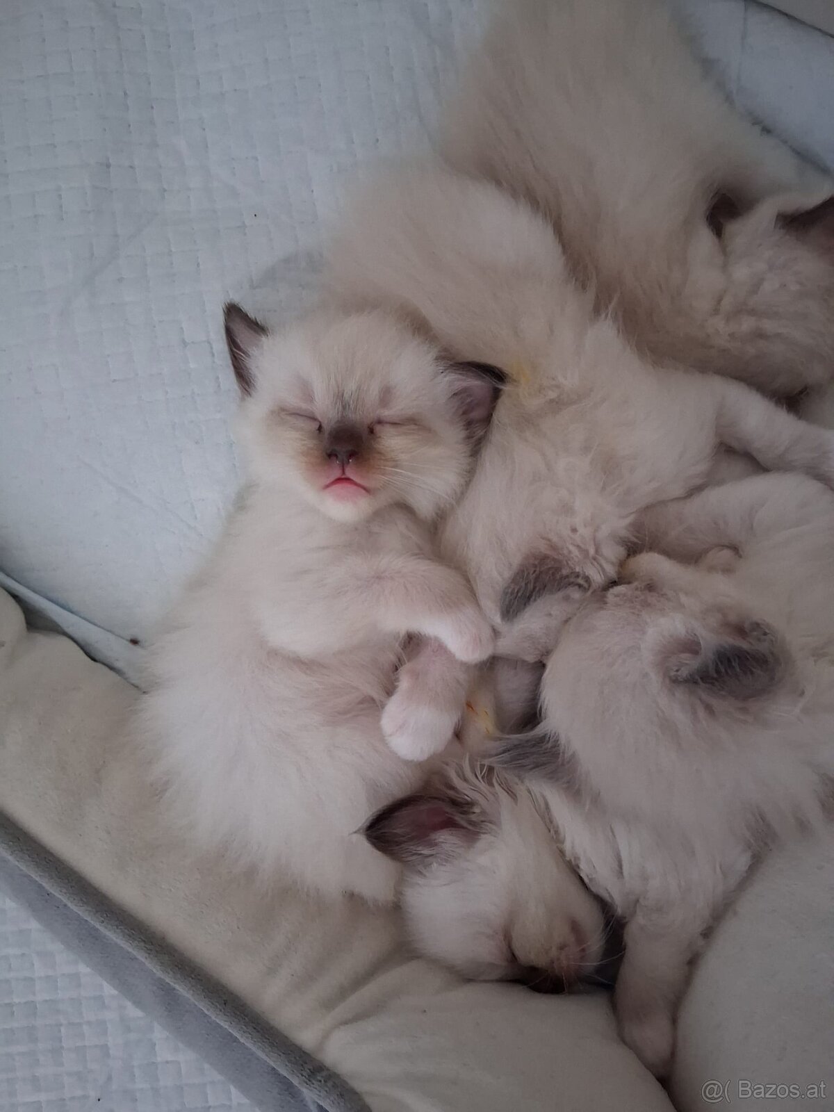 Ragdoll kitten - 10