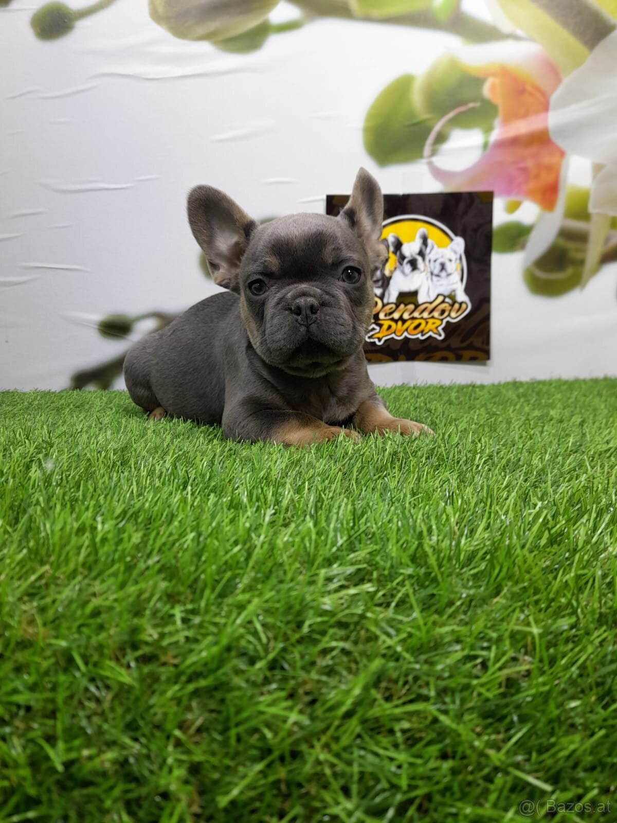 Französische Bulldoggen - 10