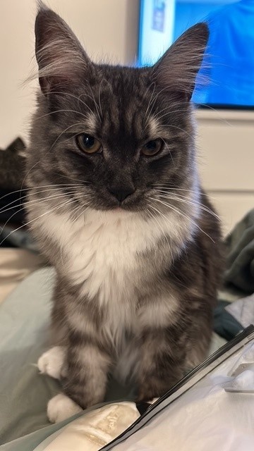 Baby Maine Coon - 10