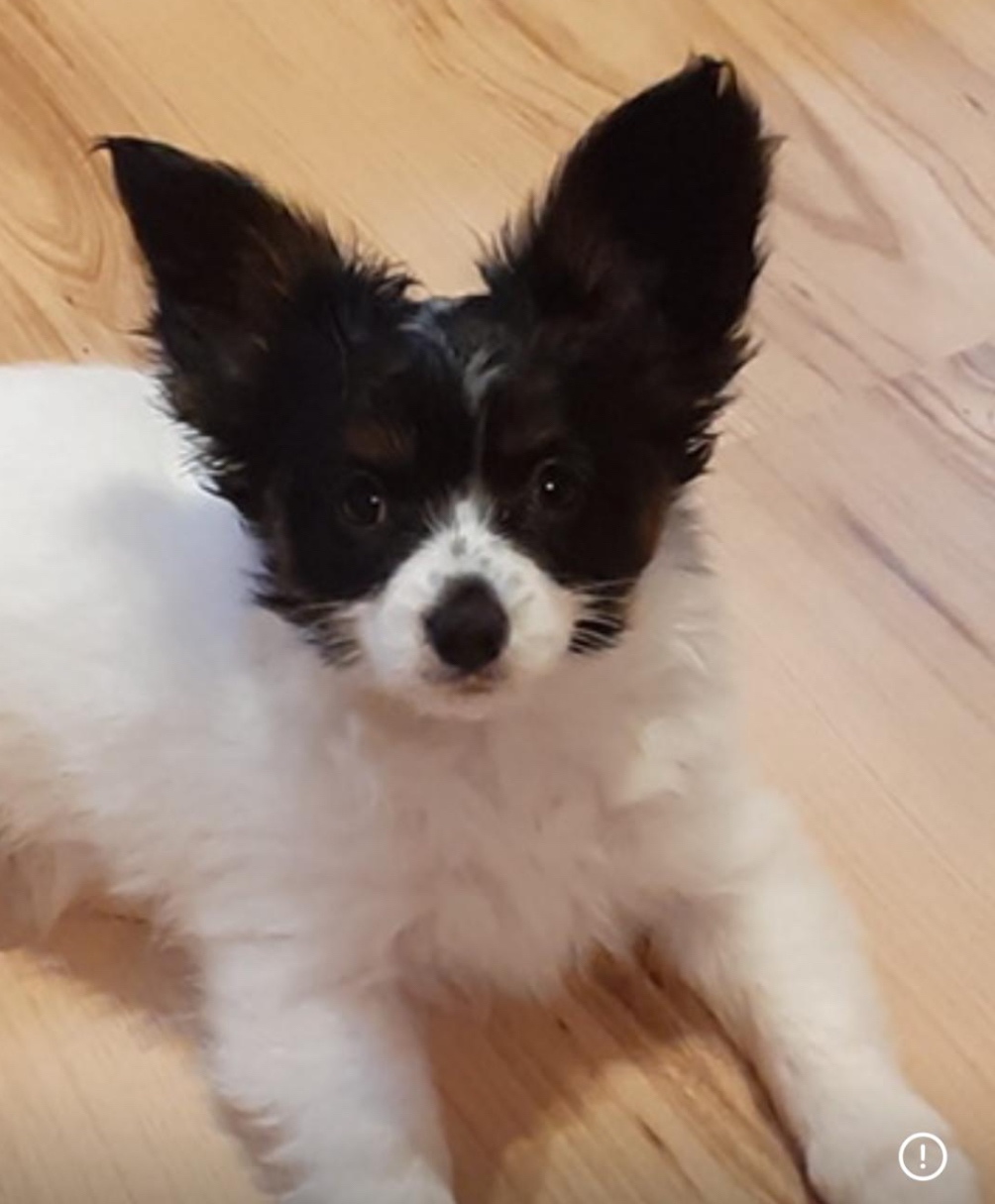 Papillion, kontinentaler Zwergspaniel - Welpen - 10