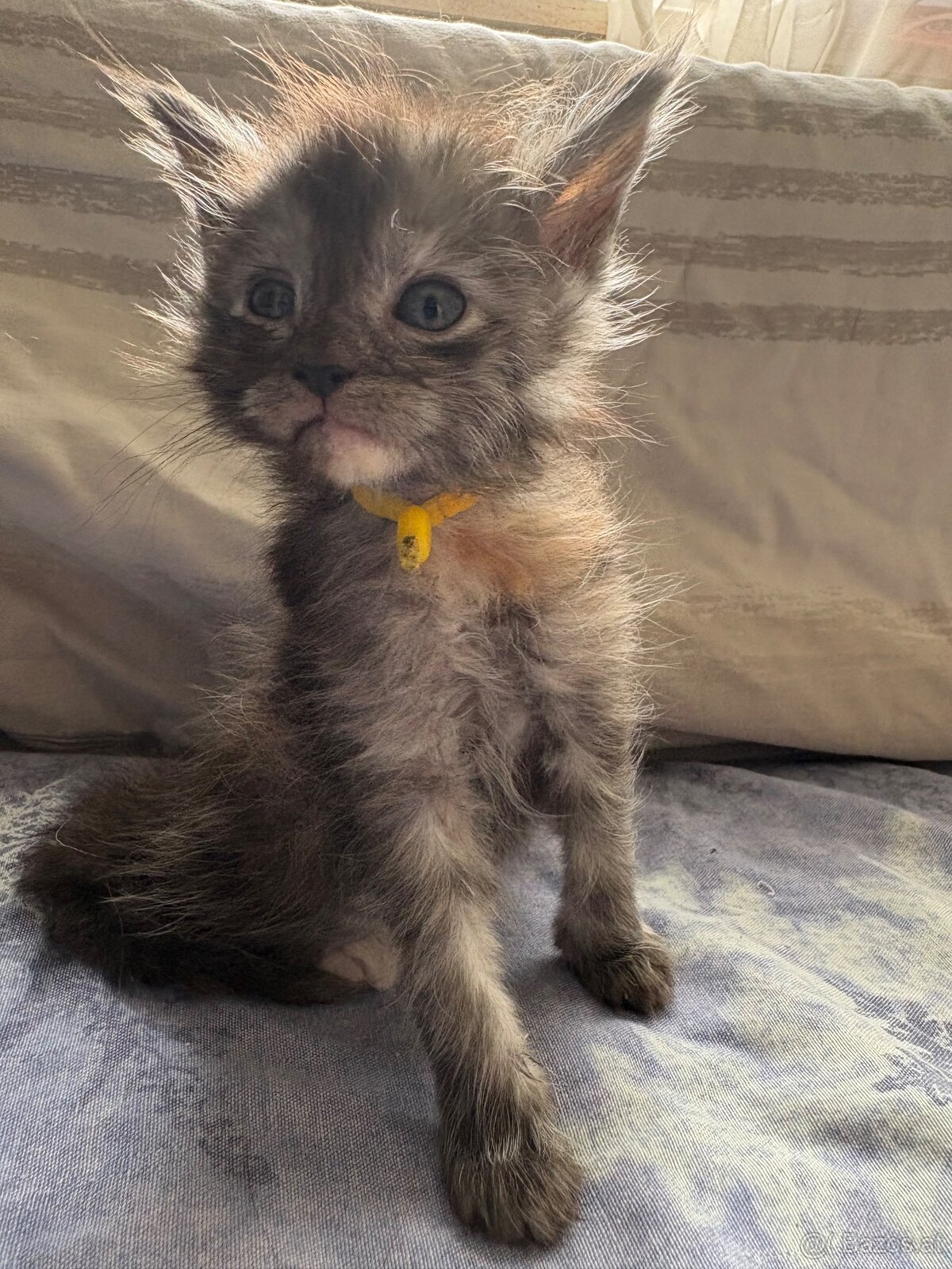 Maine Coon Kitten - 10