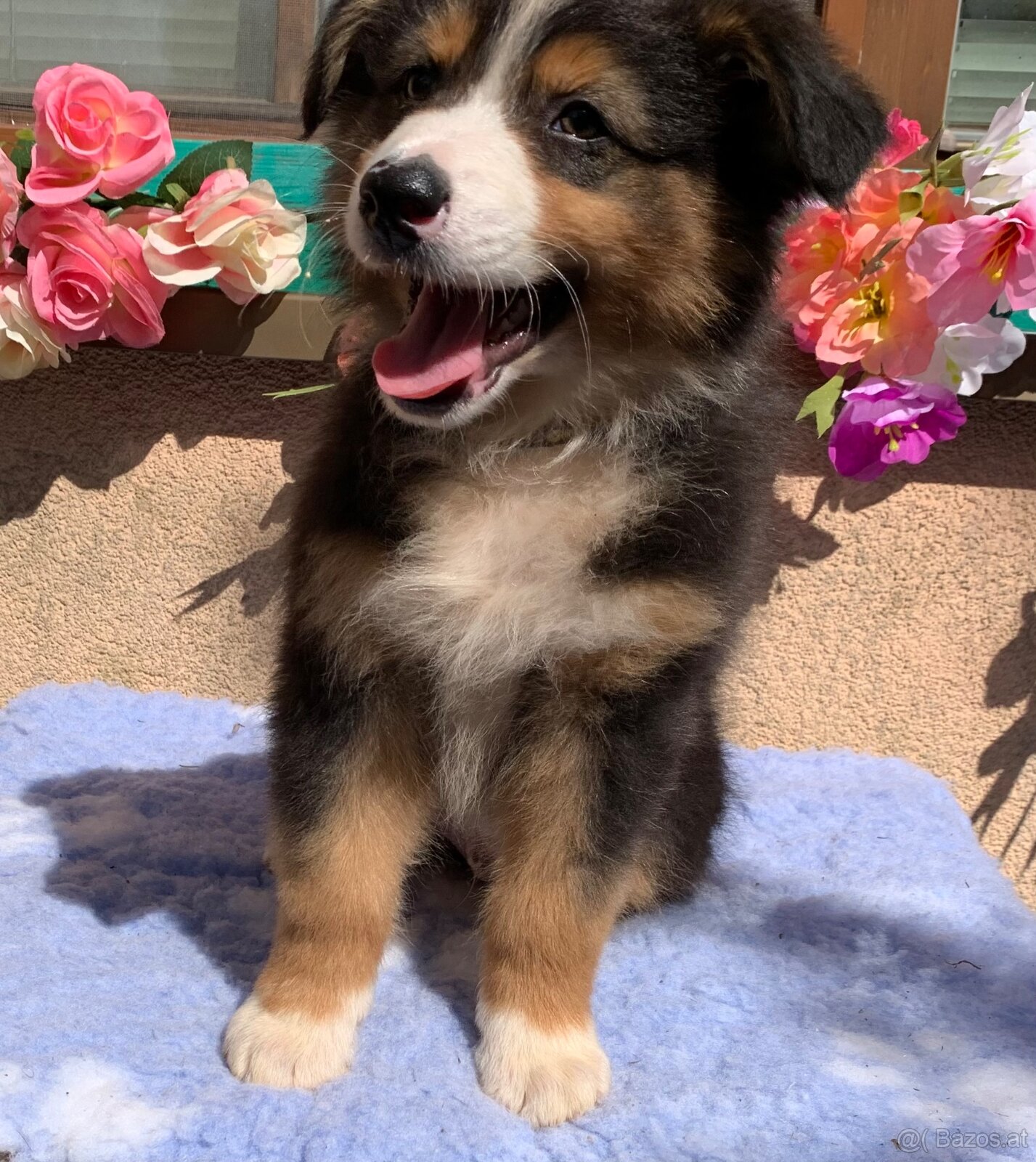Australian shepherd - 10