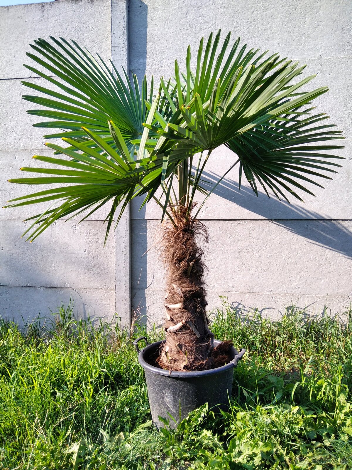 Winterharten palmen Trachycarpus Fortunei - 10