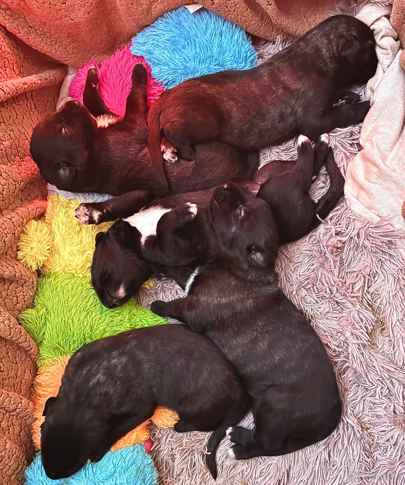 Irischer Wolfshund - Welpen zu verkaufen - 10