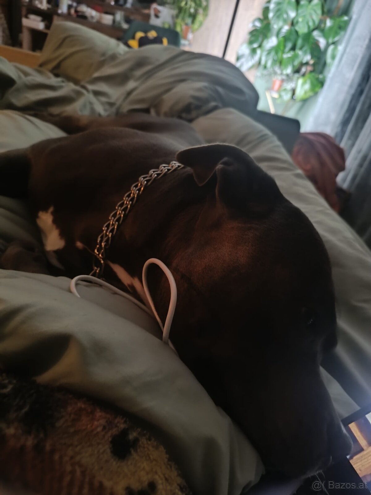 Hund zu verschenken - 10