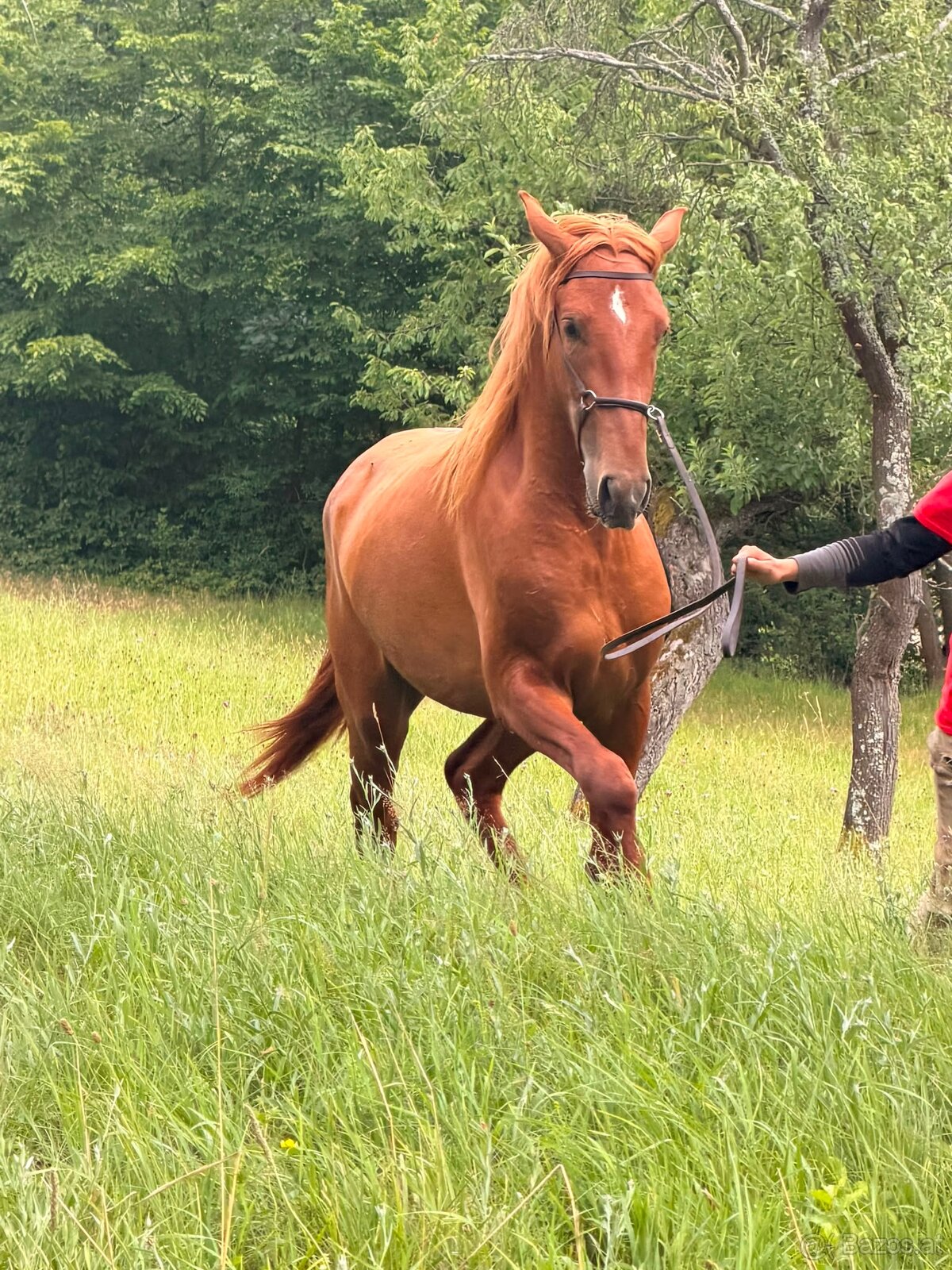 Lusitano Hengst PSL - 10