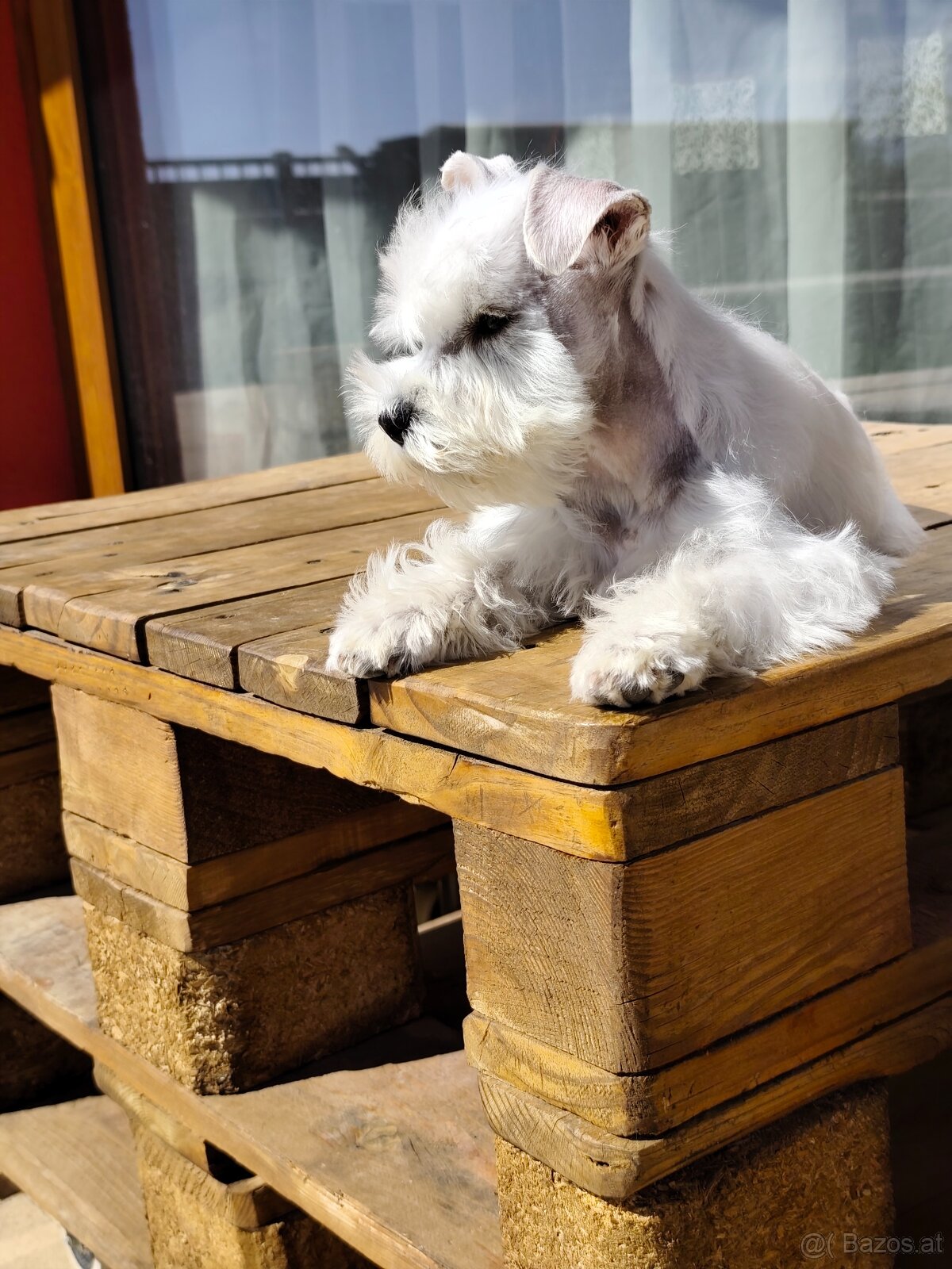 Schnauzer White miniatúrne - 10