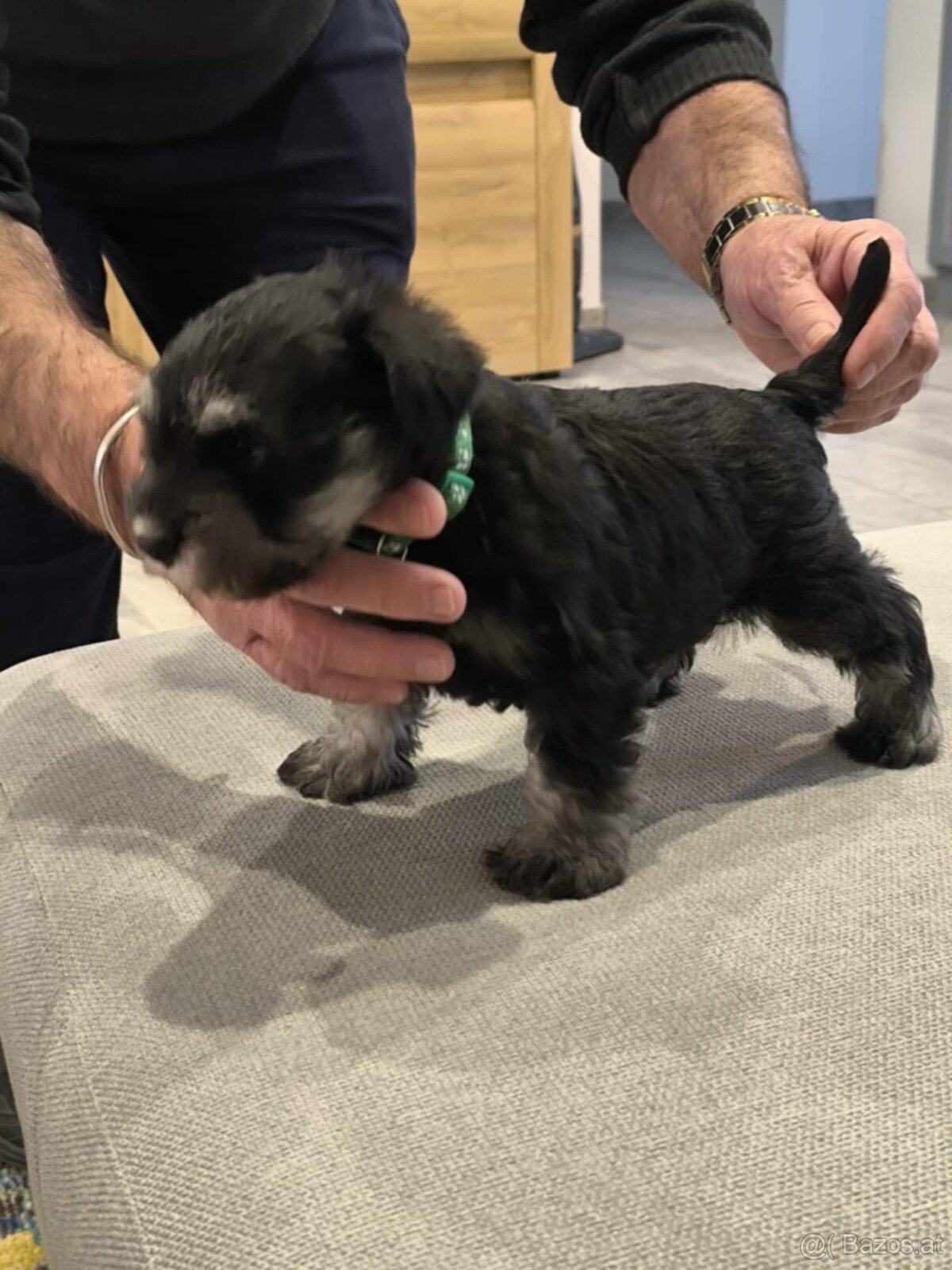 Zwergschnauzer Schwarz-Silber - 10