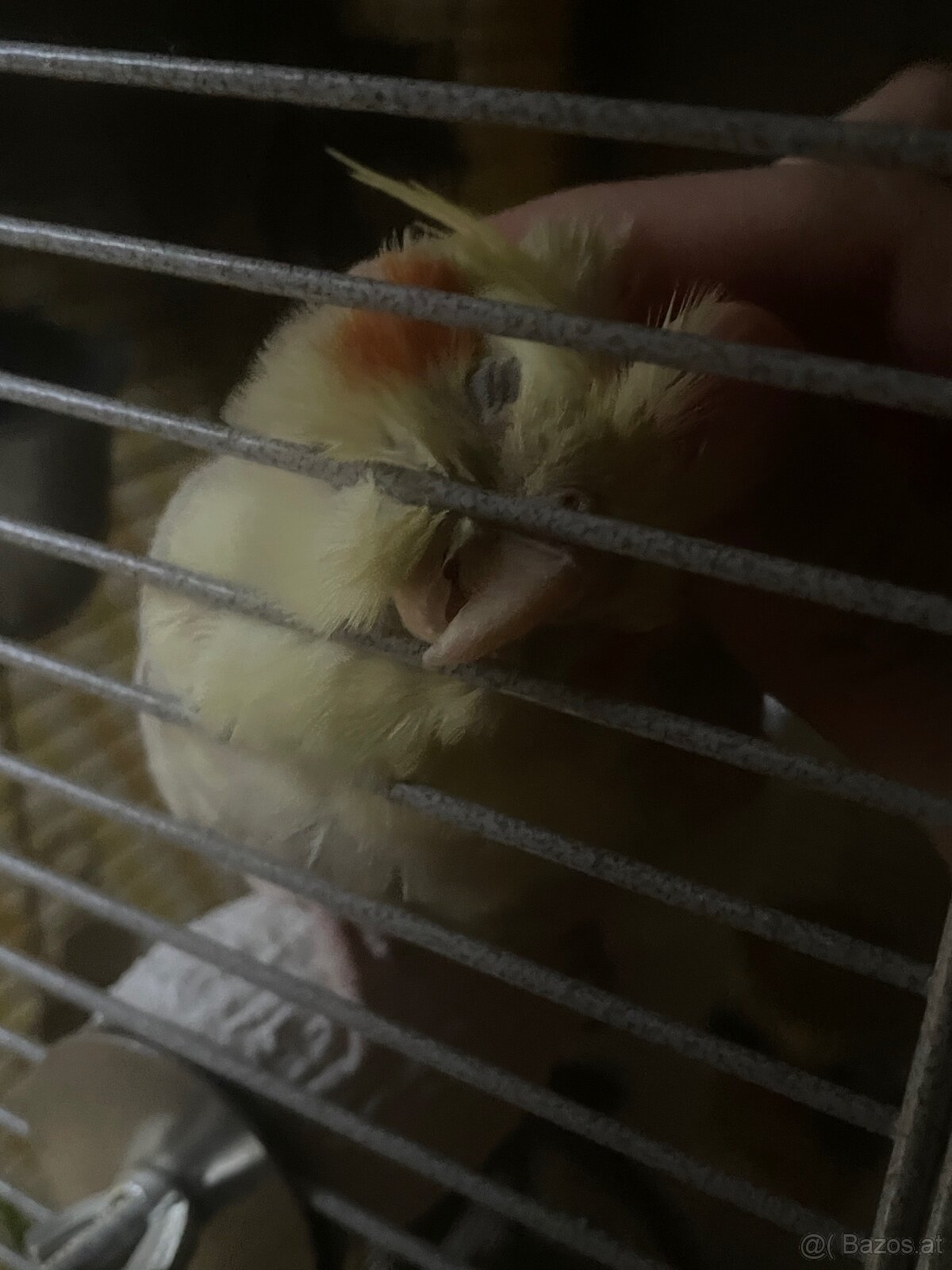 3 Vögel/Nymphensittiche + Käfig inkl. Zubehör - 10