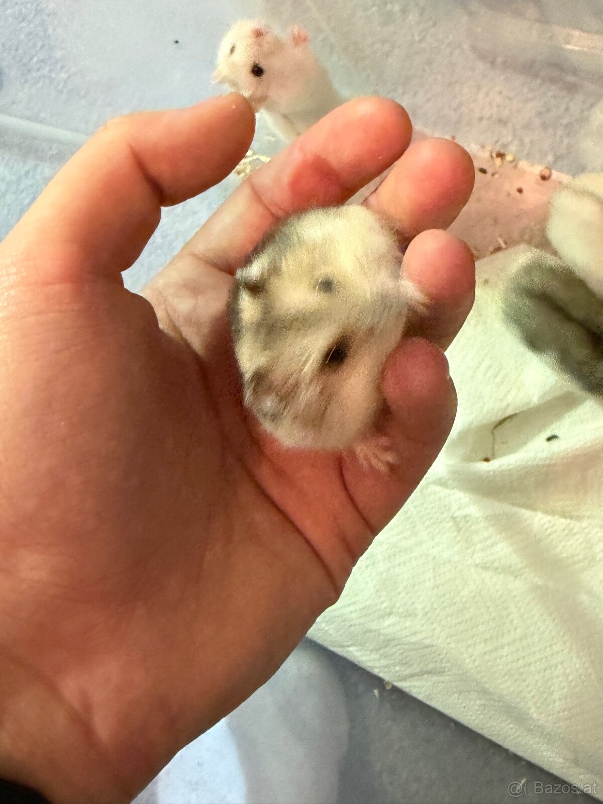 Dschungarische Zwerghamster Babys - 10