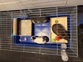 Zwergkaninchen mit Käfig inklusive ganzes Zubehör - 10