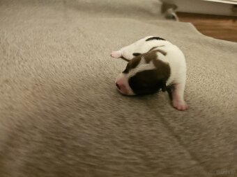 Jack Russell Terrier Welpen gew.13.04.2026 - 10