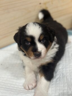 Miniature American Shepherd FCI - 10