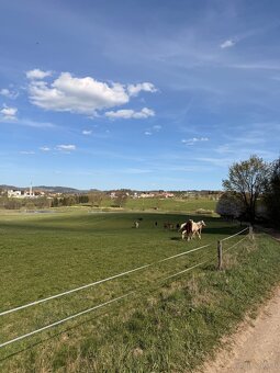 Fohlenstall – Bystřice nad Pernštejnem, 40 km von Brünn - 10
