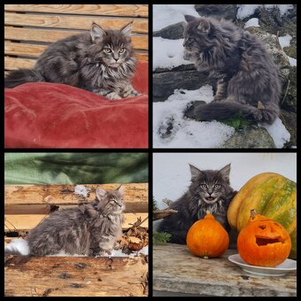 Maine Coon Kitten suchen Herzensplätze - 10