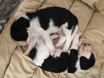 Englische Springer Spaniel Welpen mit PP FCI - 10