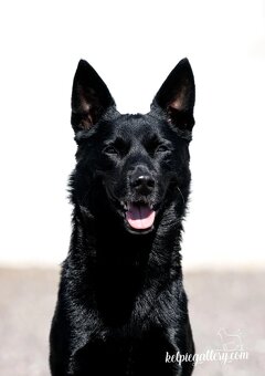 Australian Kelpie w Pedigree - 10