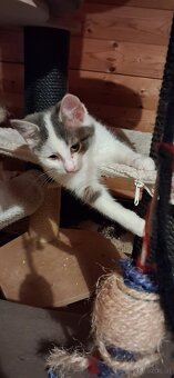 Süsse (langhaar) katzenbabys suchen liebevolles zuhause - 10