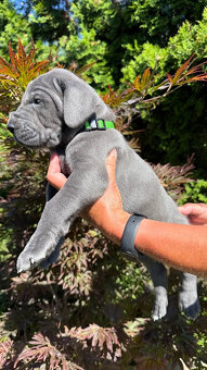 Deutsche Dogge blau - 10