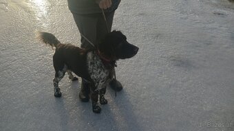 Kleiner Münsterländer - 10