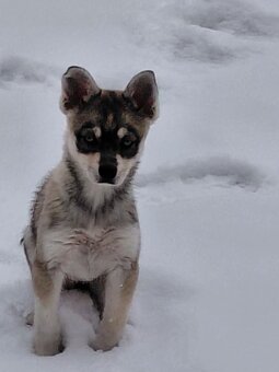 Alaskan Klee Kai (Mini Husky) - 10