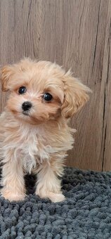 Maltipoo mini - 10