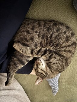 Kater 🐈‍⬛ - 10