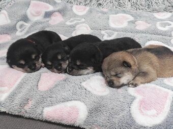 Shiba inu Welpen - 10