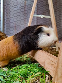 Meerschweinchenbabys zu verkaufen - 10