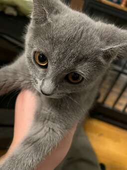 BKH katzen 2 Männchen und 2 Weibchen - 10