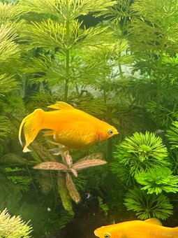 Mollys, Platys und noch mehr zum verkaufen 🐟 - 10