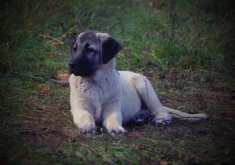 Kangal - 10