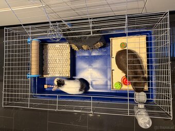 Hasen Hase Zwergkaninchen mit Käfig Kaninchen - 10