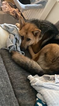 Hund - 10