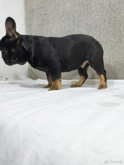 Französischen Bulldog - 10