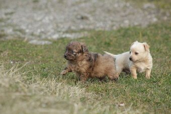 Mu-Chi (Mudi x Chihuahua) Welpen zu verkaufen - 10